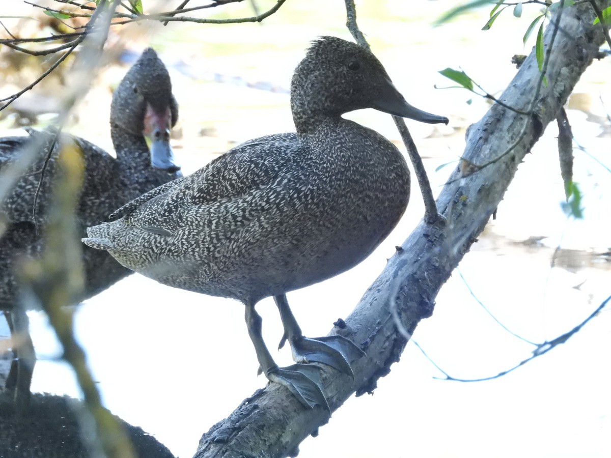 Stictonette tachetée - ML647754486