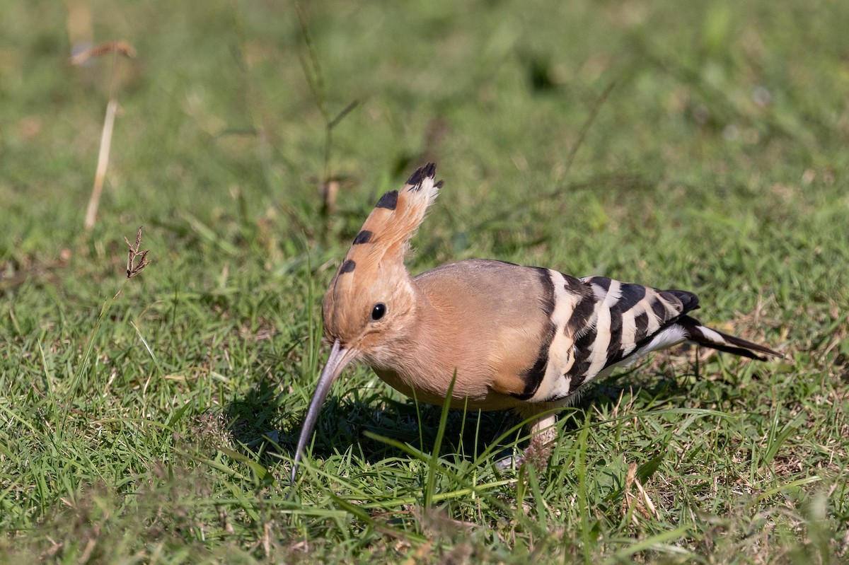 Huppe fasciée - ML647754492