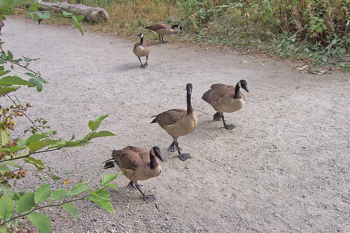 Bernache du Canada - ML647754494