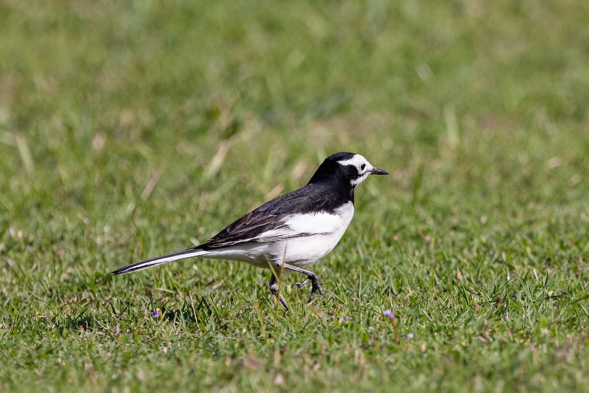 konipas bílý (ssp. baicalensis) - ML647754520