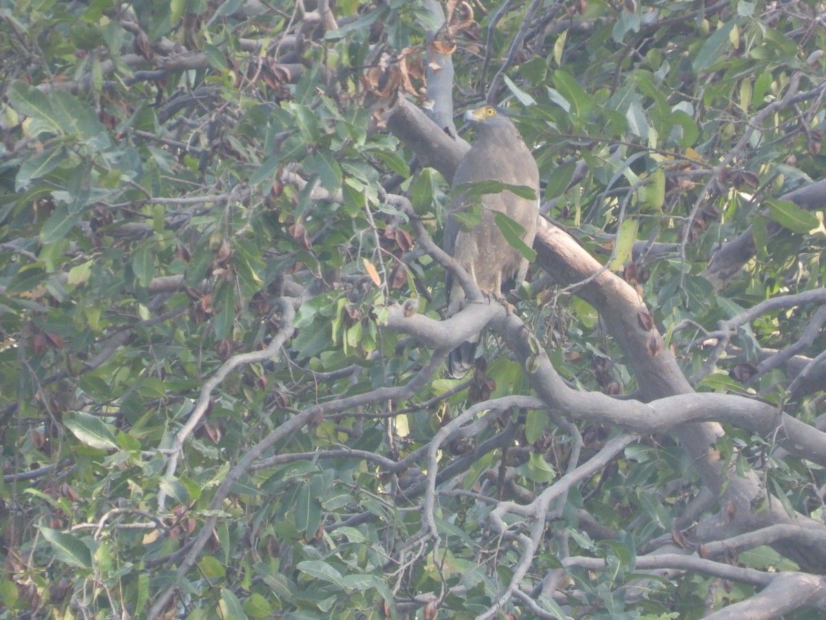 Хохлатый змееяд - ML647754527