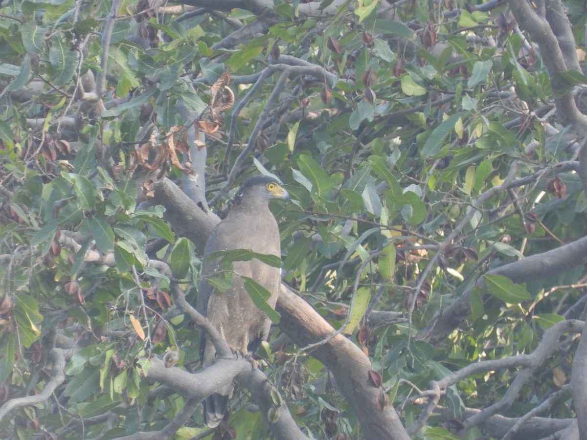 Хохлатый змееяд - ML647754528