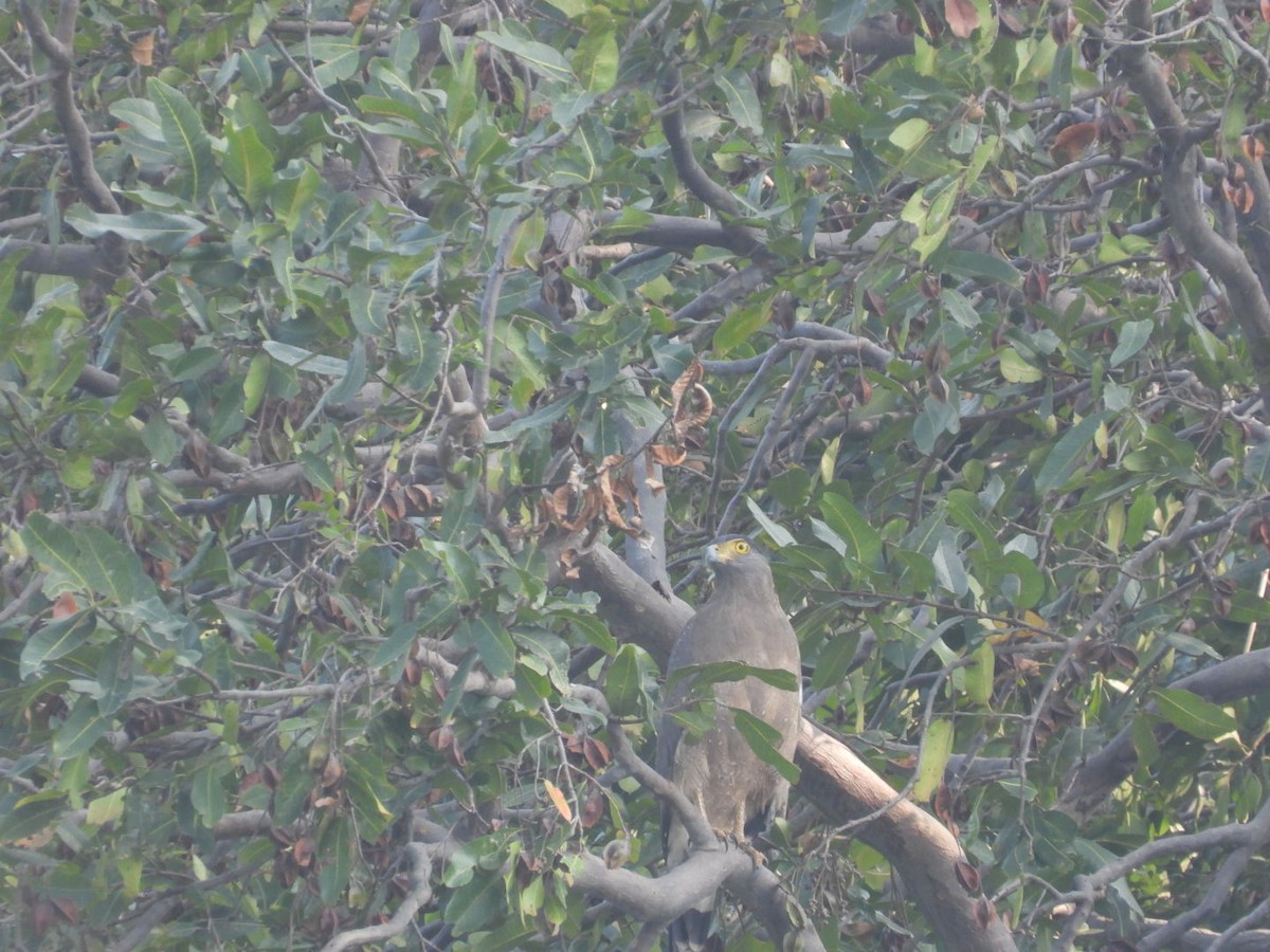 Хохлатый змееяд - ML647754529