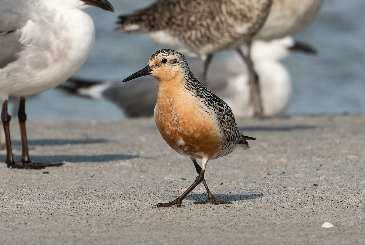 Red Knot - ML647754558