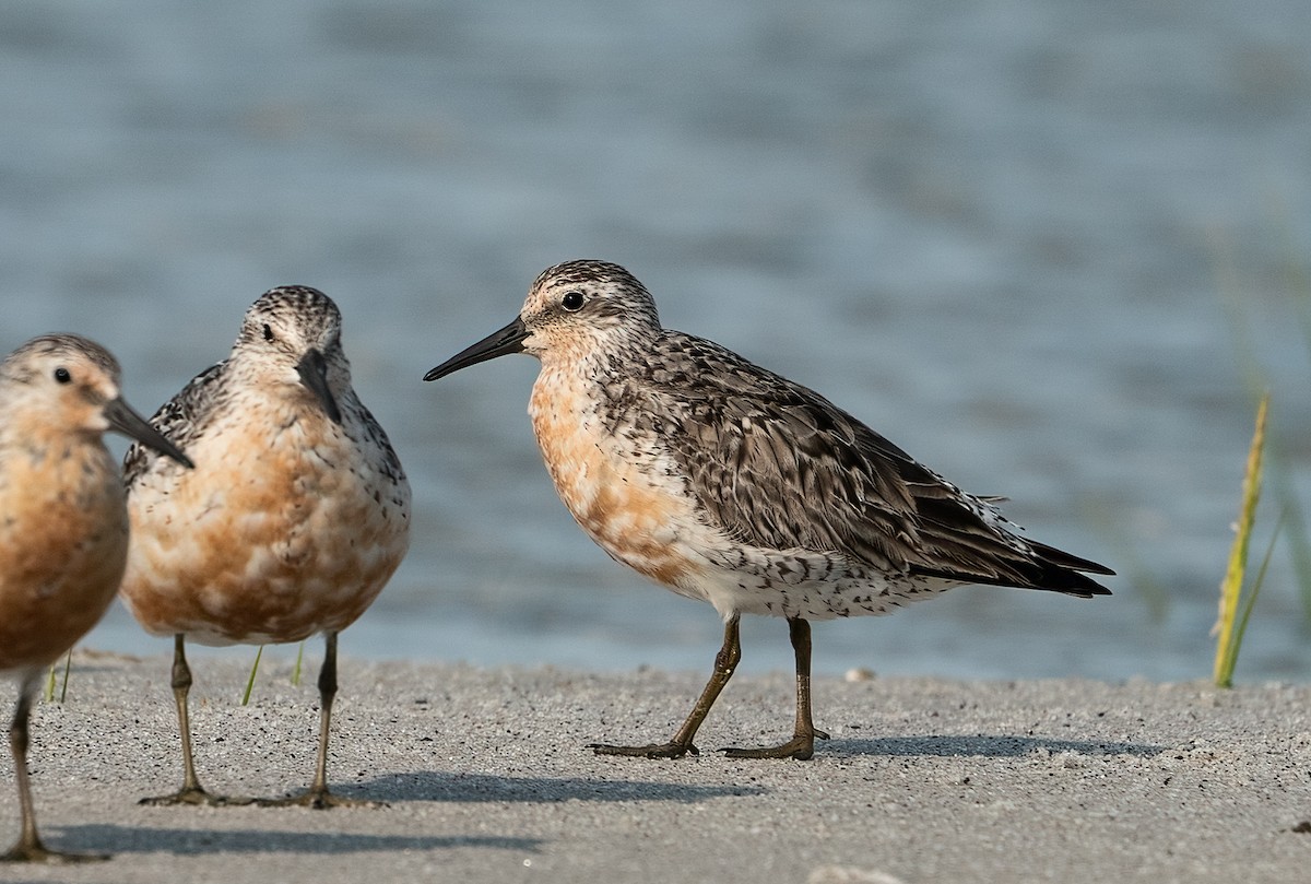 Red Knot - ML647754560