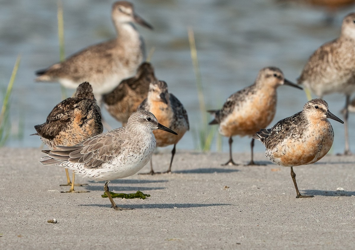 Red Knot - ML647754561