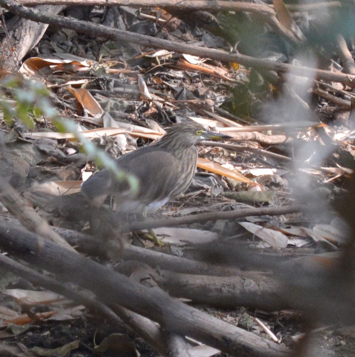 Indian Pond-Heron - ML647754564