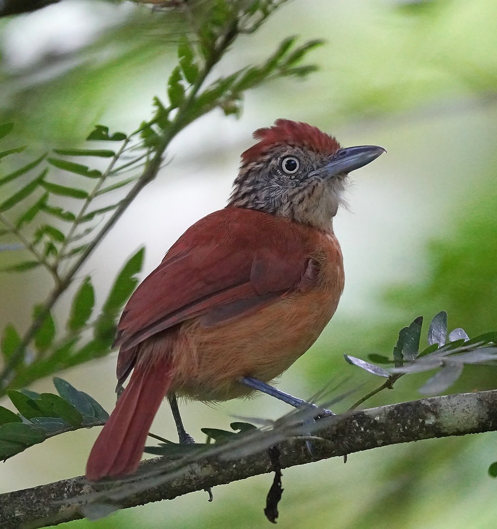 Barred Antshrike - ML647754579
