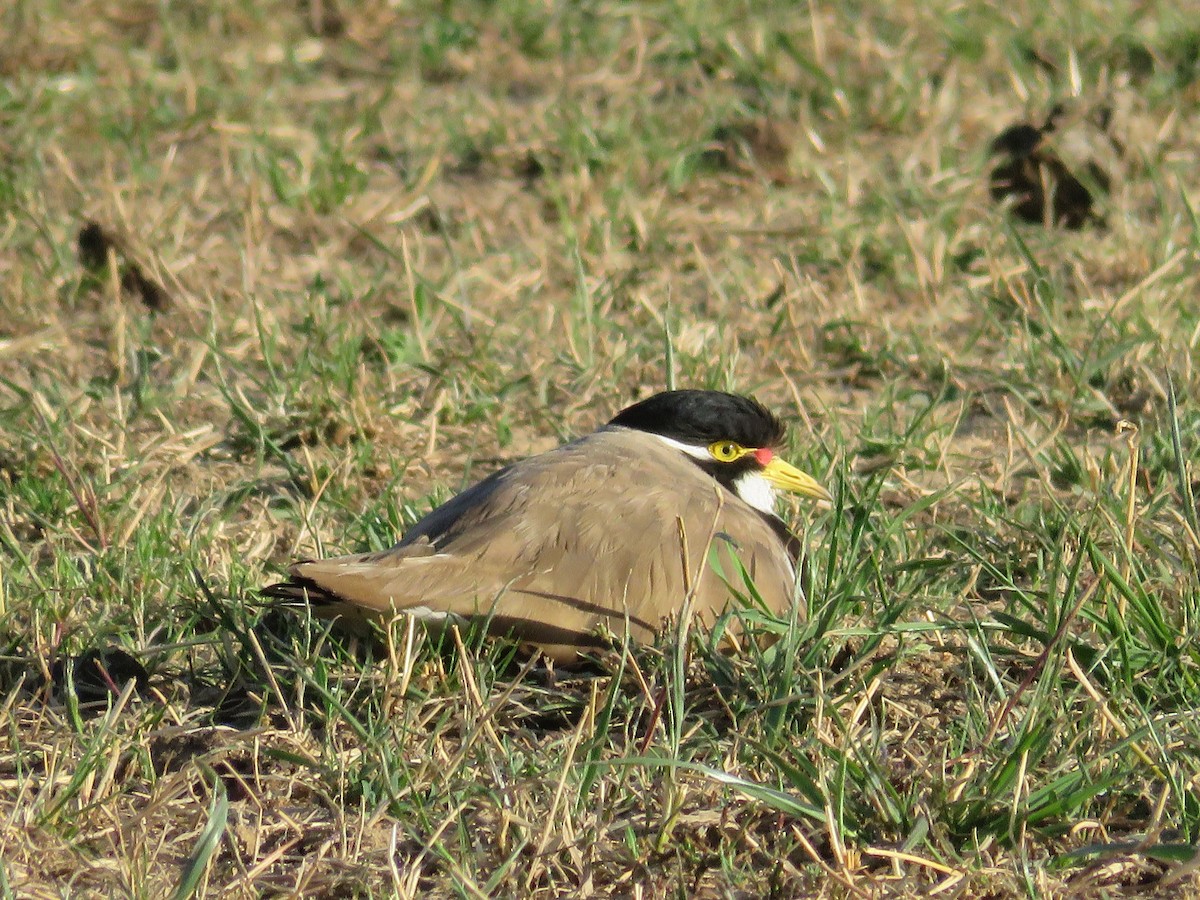 Banded Lapwing - ML647754606