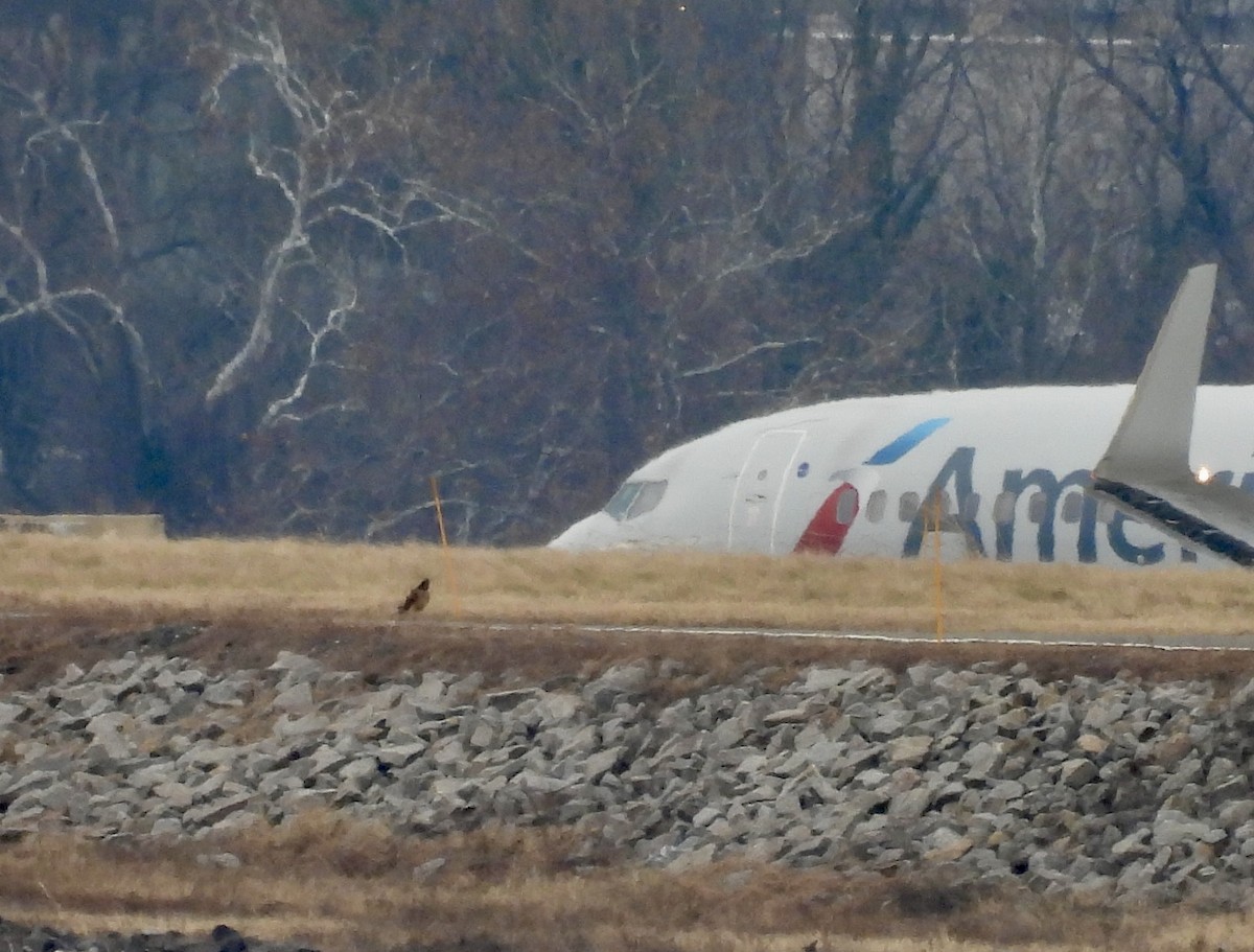 アメリカハイイロチュウヒ - ML647754607