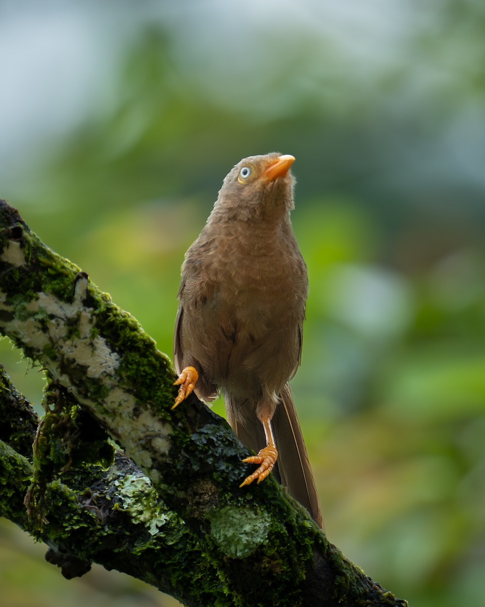 Orange-billed Babbler - ML647754639