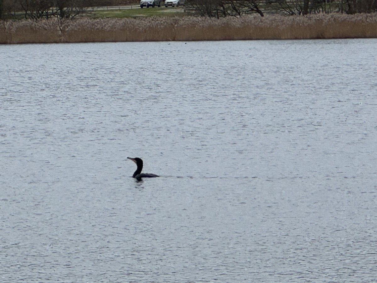 Great Cormorant (Eurasian) - ML647754657