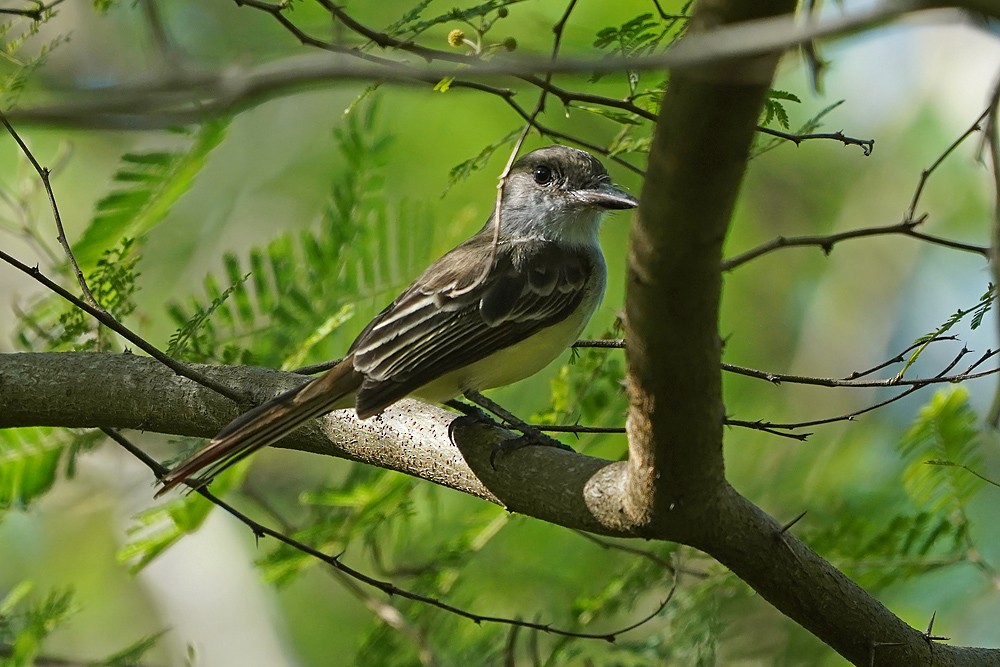 Grenada Flycatcher - ML647754659