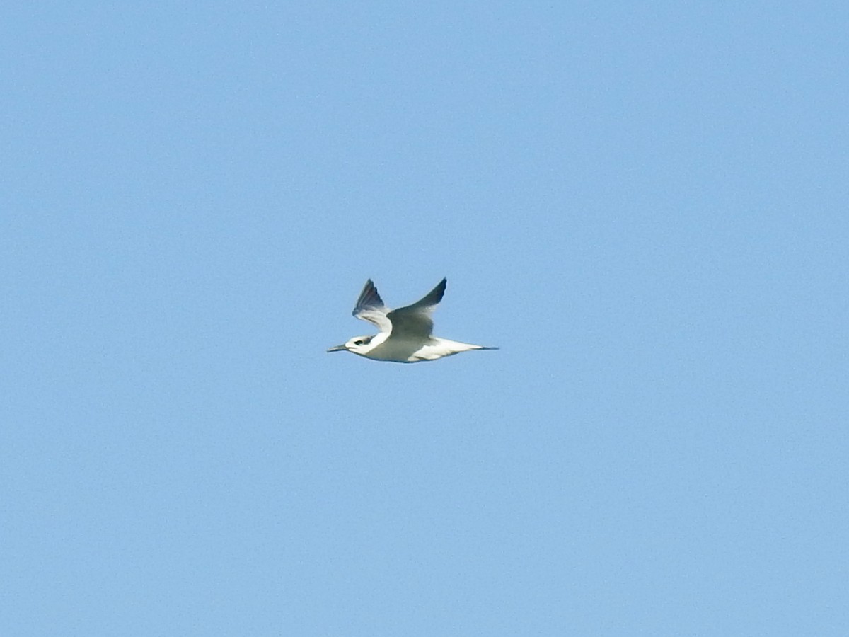 Sandwich Tern - ML647754660