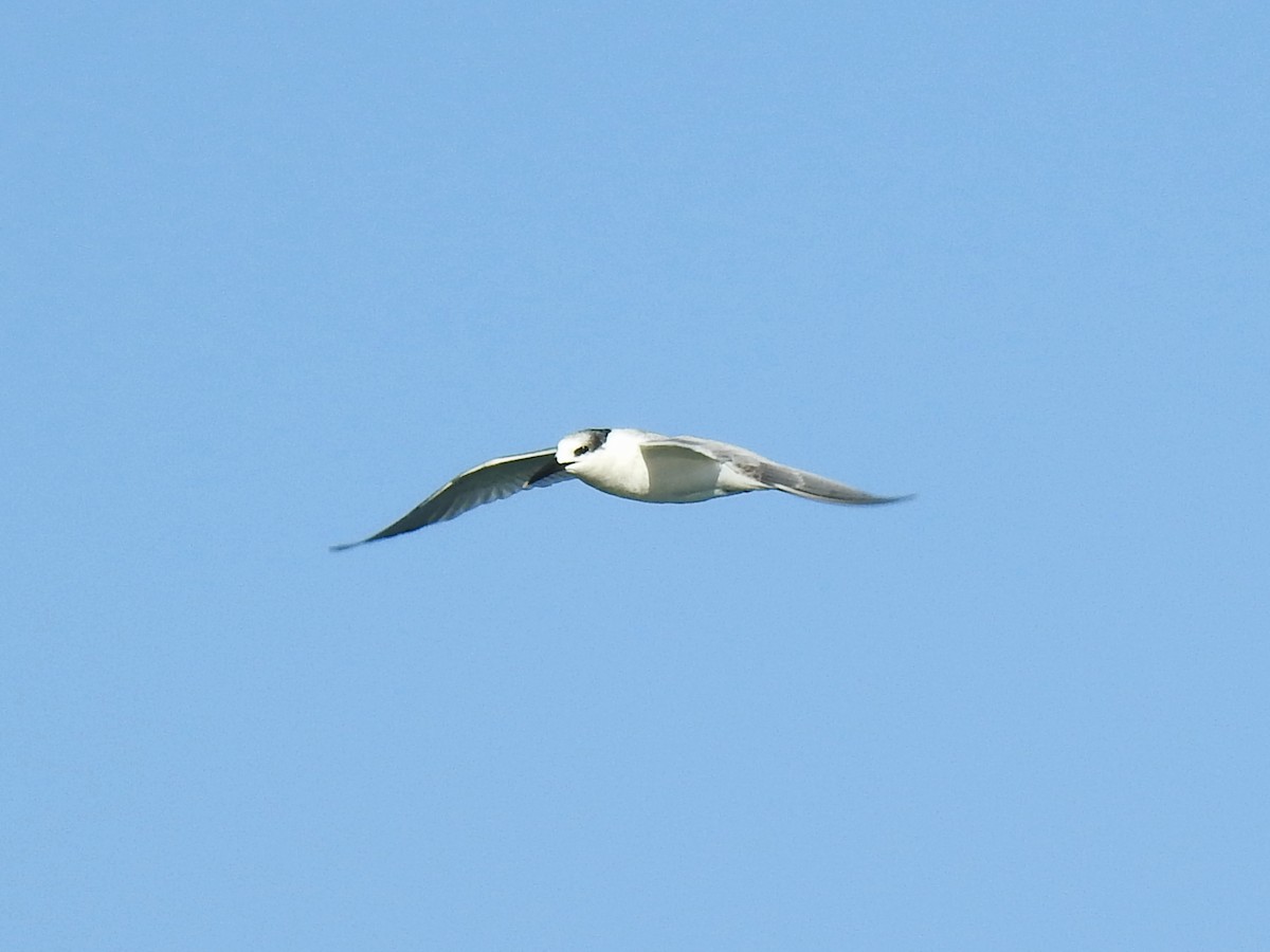 Sandwich Tern - ML647754661