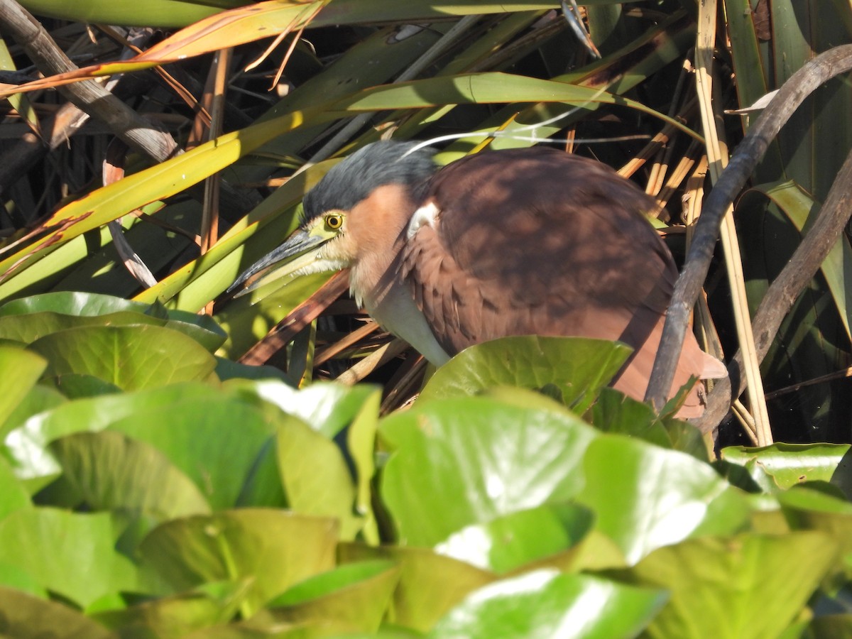 Nankeen Night Heron - ML647754662