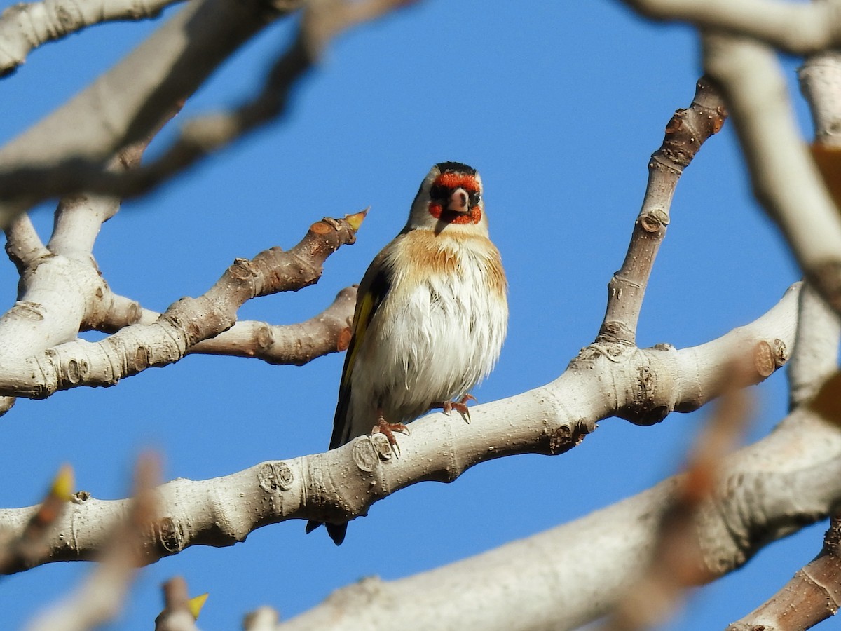 European Goldfinch - ML647754663