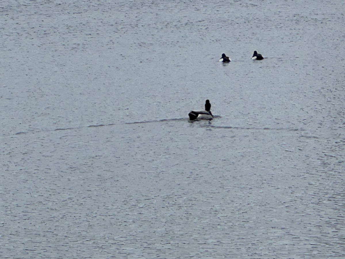 Mallard - ML647754665