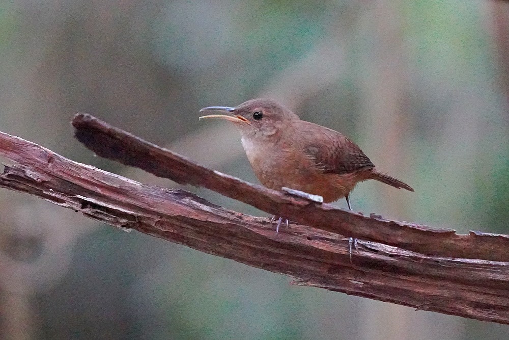 Grenada Wren - ML647754666