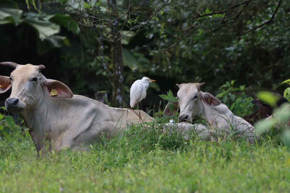 Western Cattle-Egret - ML647754668