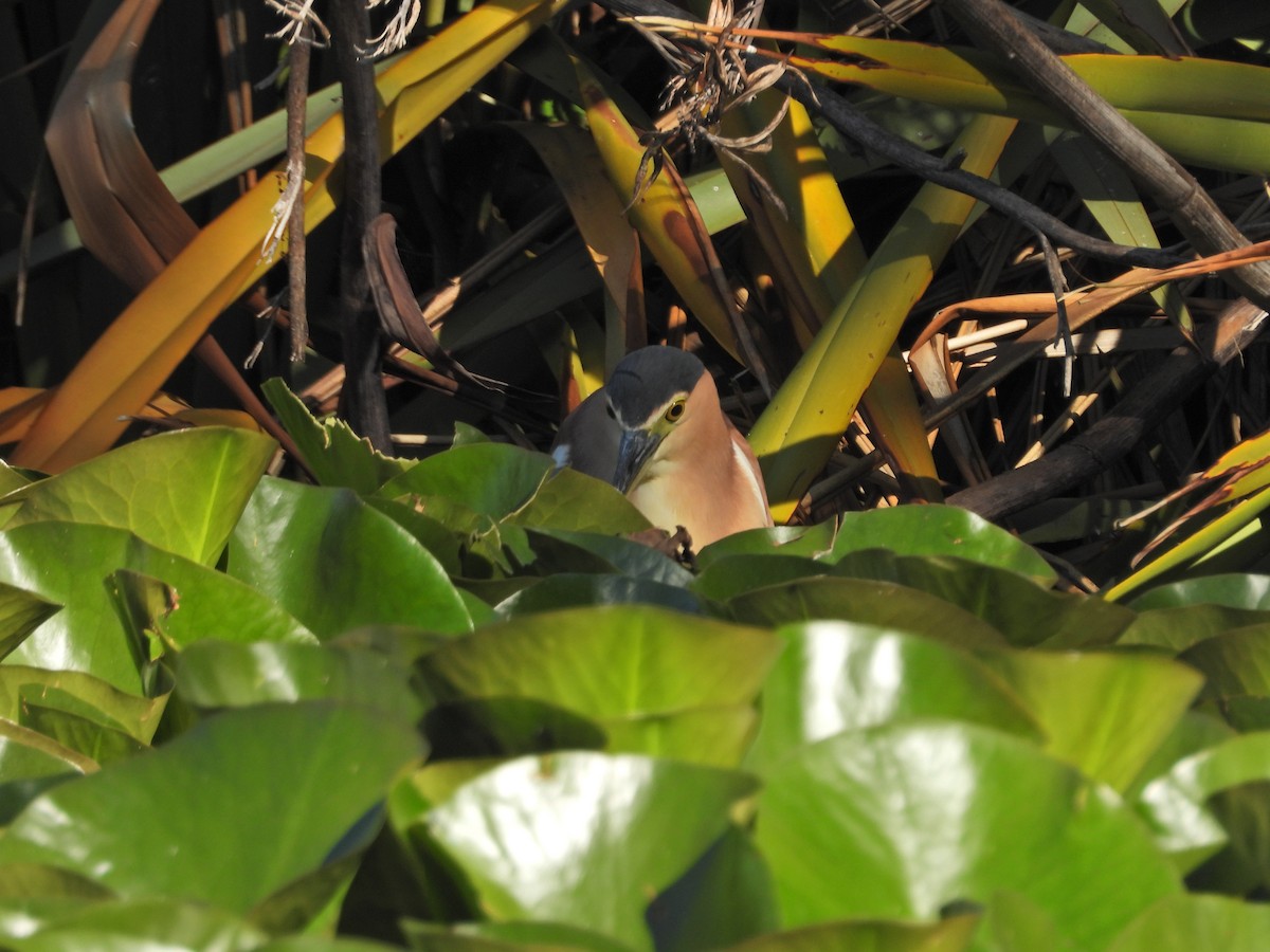 Nankeen Night Heron - ML647754670