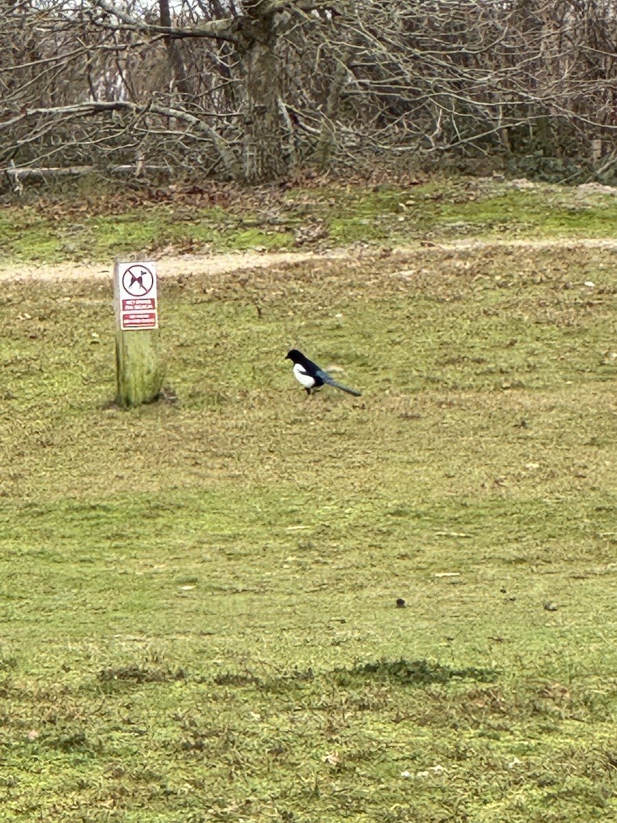 Eurasian Magpie - ML647754673