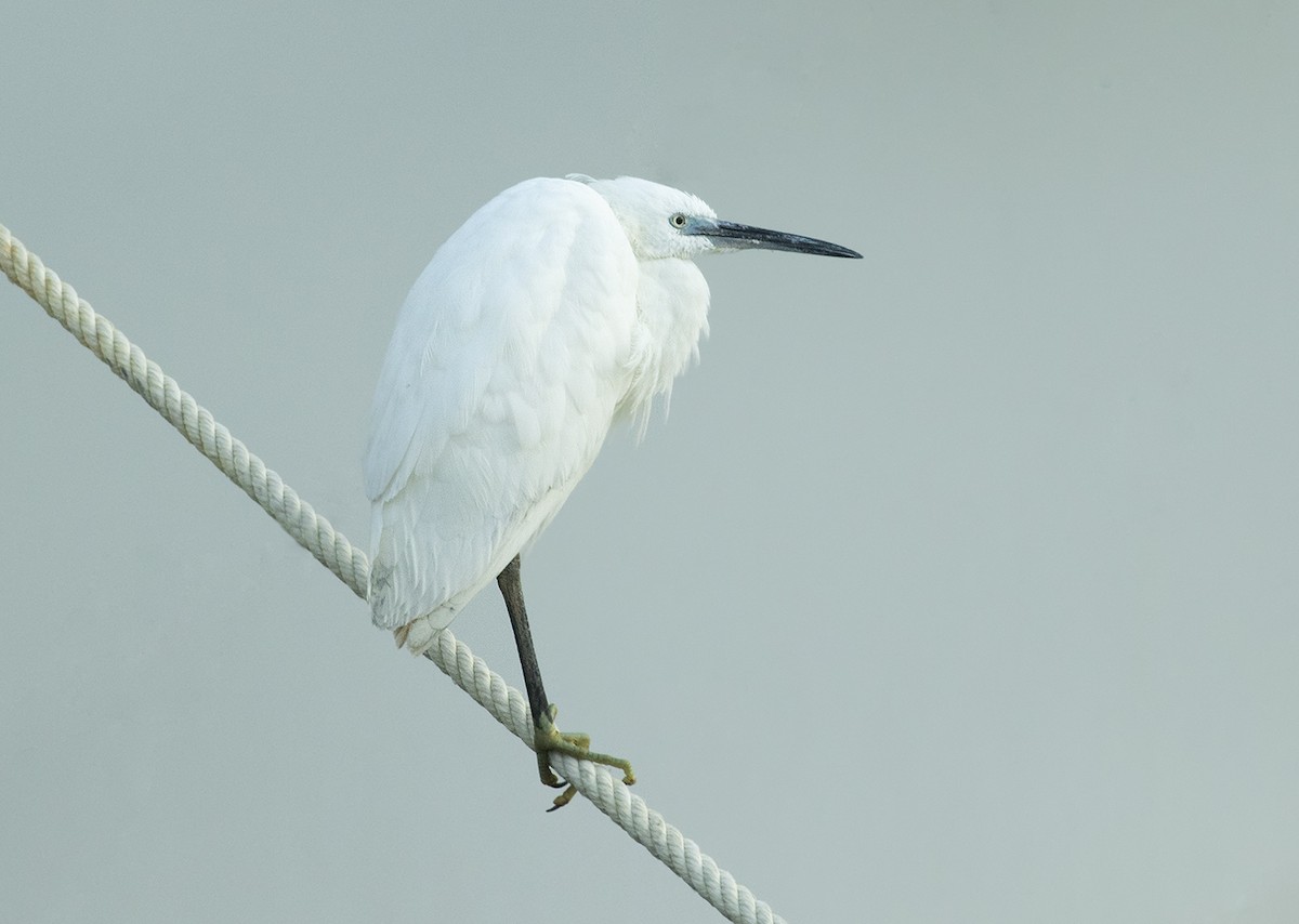 Little Egret - ML647754675