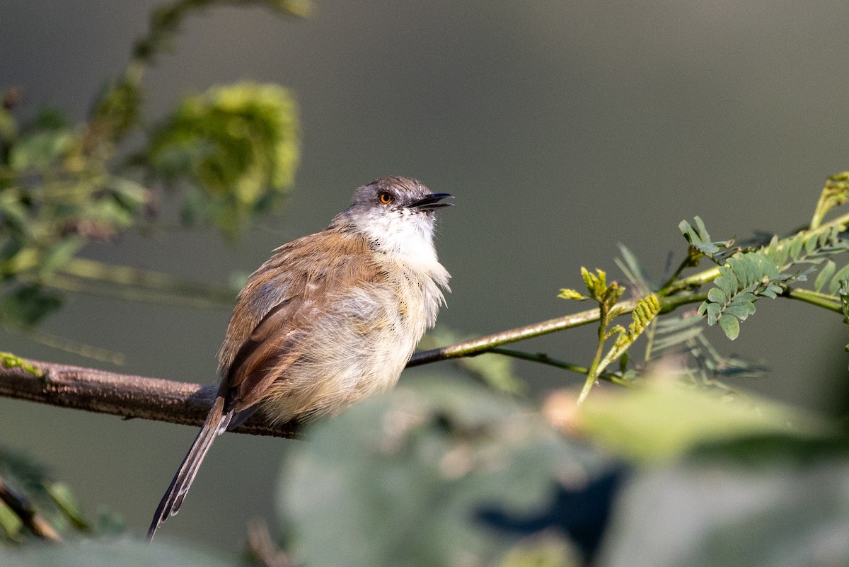 Gray-breasted Prinia - ML647754677