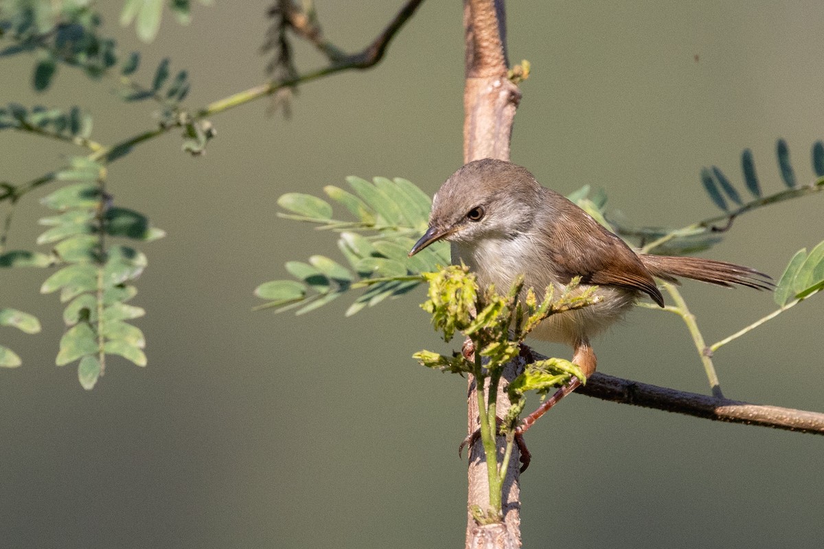Gray-breasted Prinia - ML647754678