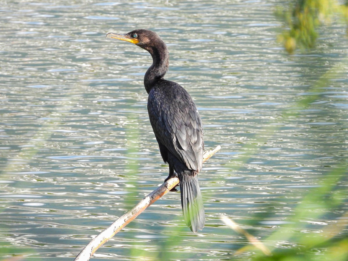 Neotropic Cormorant - ML647754679