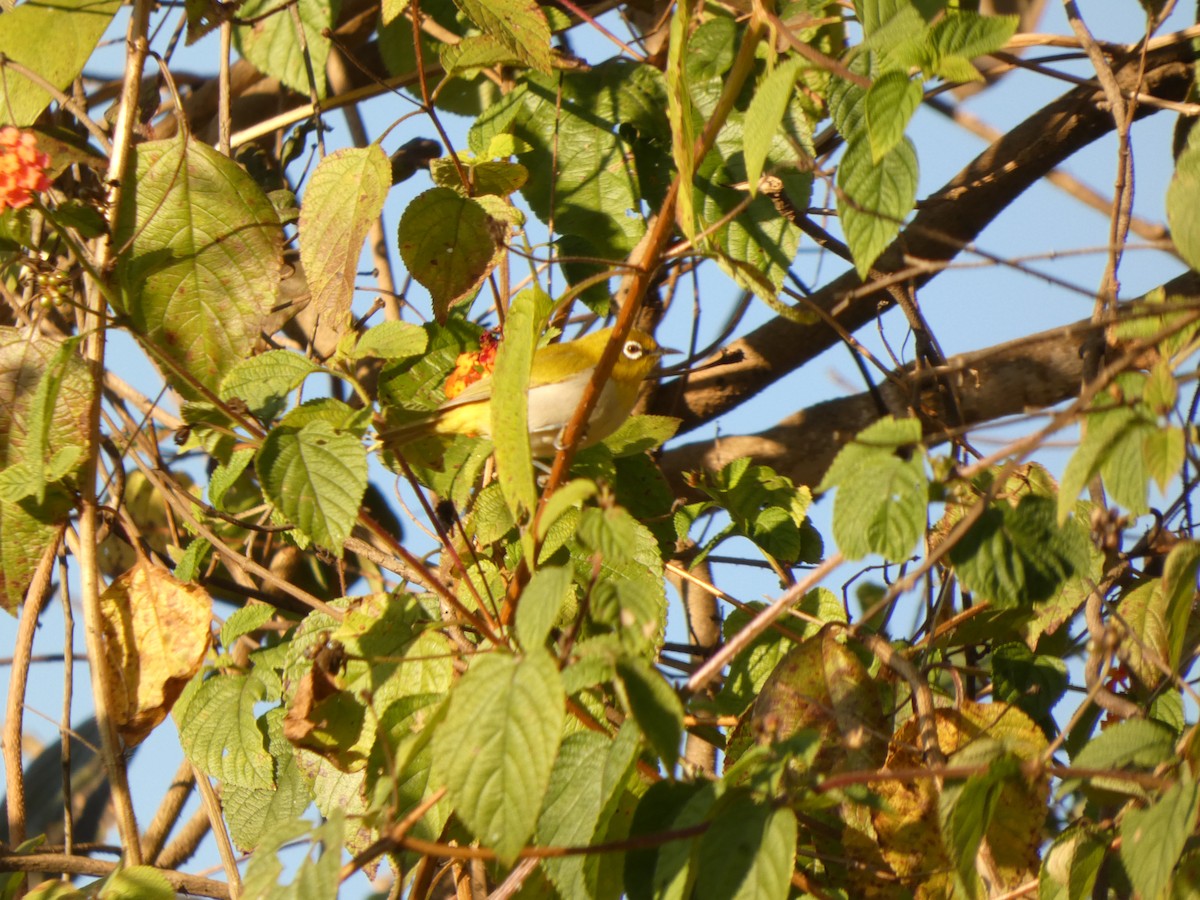Indian White-eye - ML647754680