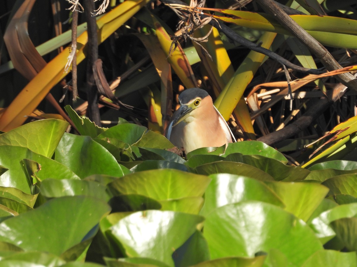 Nankeen Night Heron - ML647754682