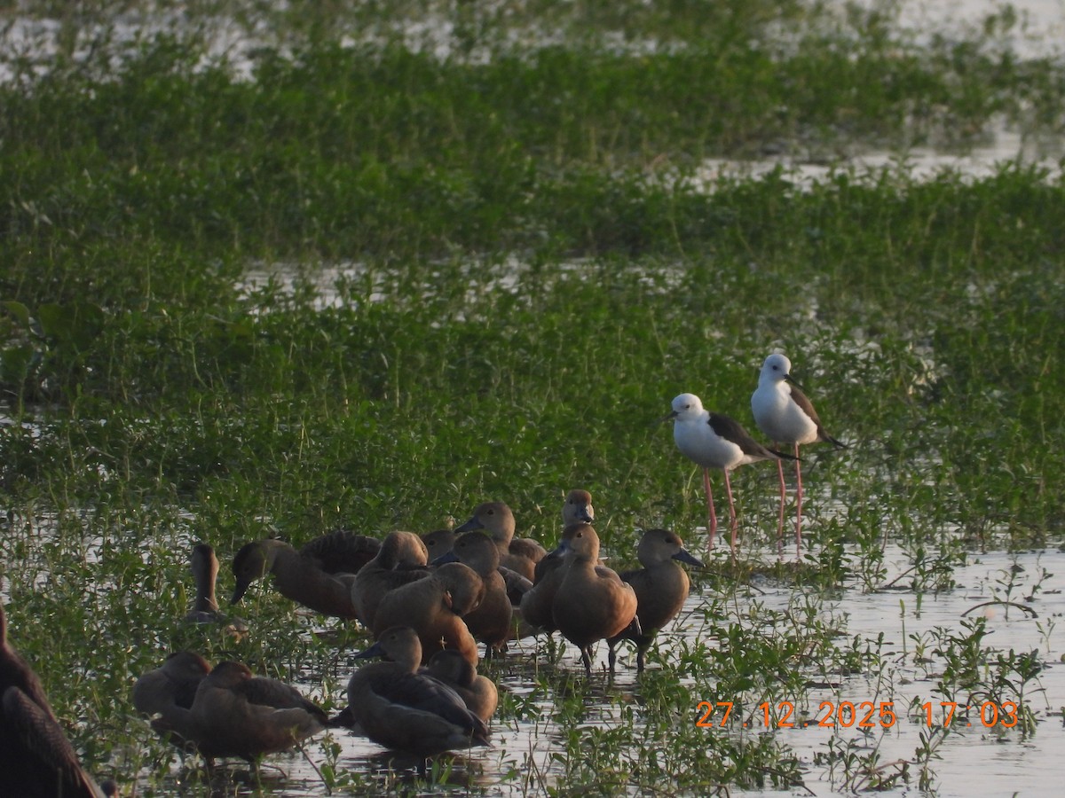 Black-winged Stilt - ML647754683
