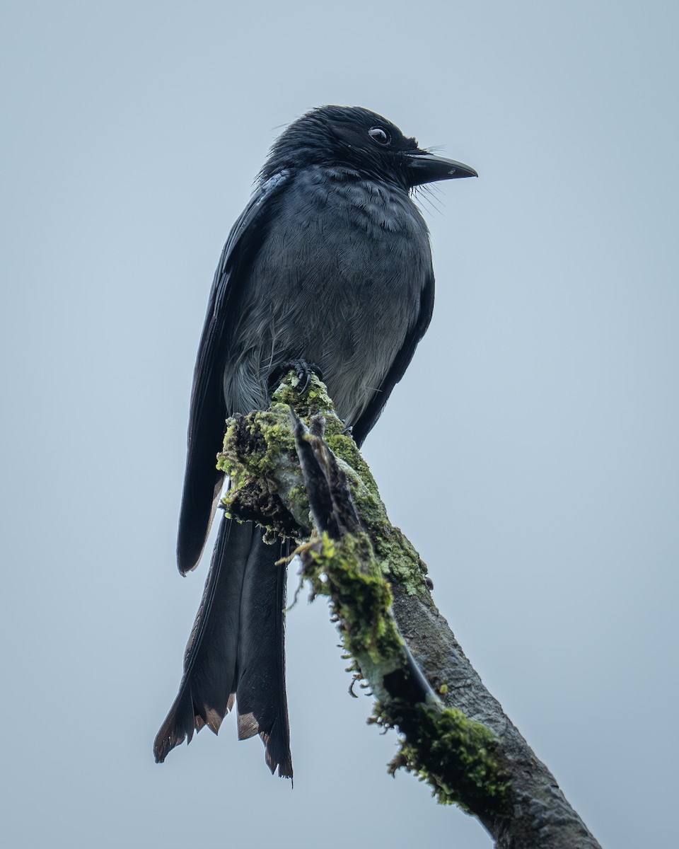 Sri Lanka Drongo - ML647754684