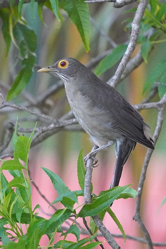 Spectacled Thrush - ML647754685