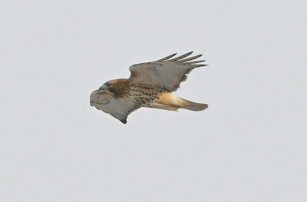 Red-tailed Hawk - ML647754686