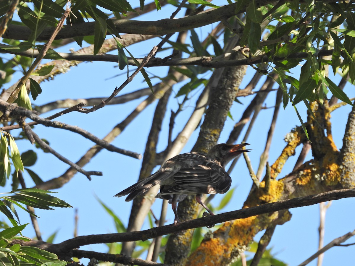 Red Wattlebird - ML647754687