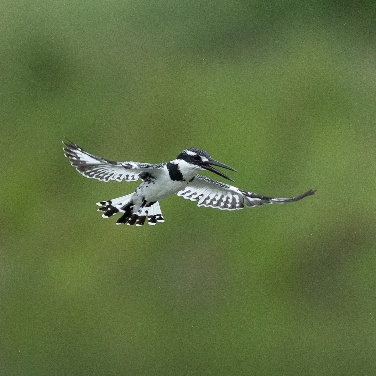 Pied Kingfisher - ML647754688