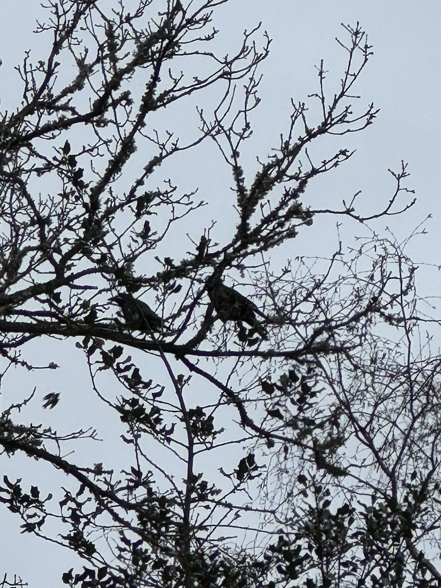 Carrion Crow - ML647754689