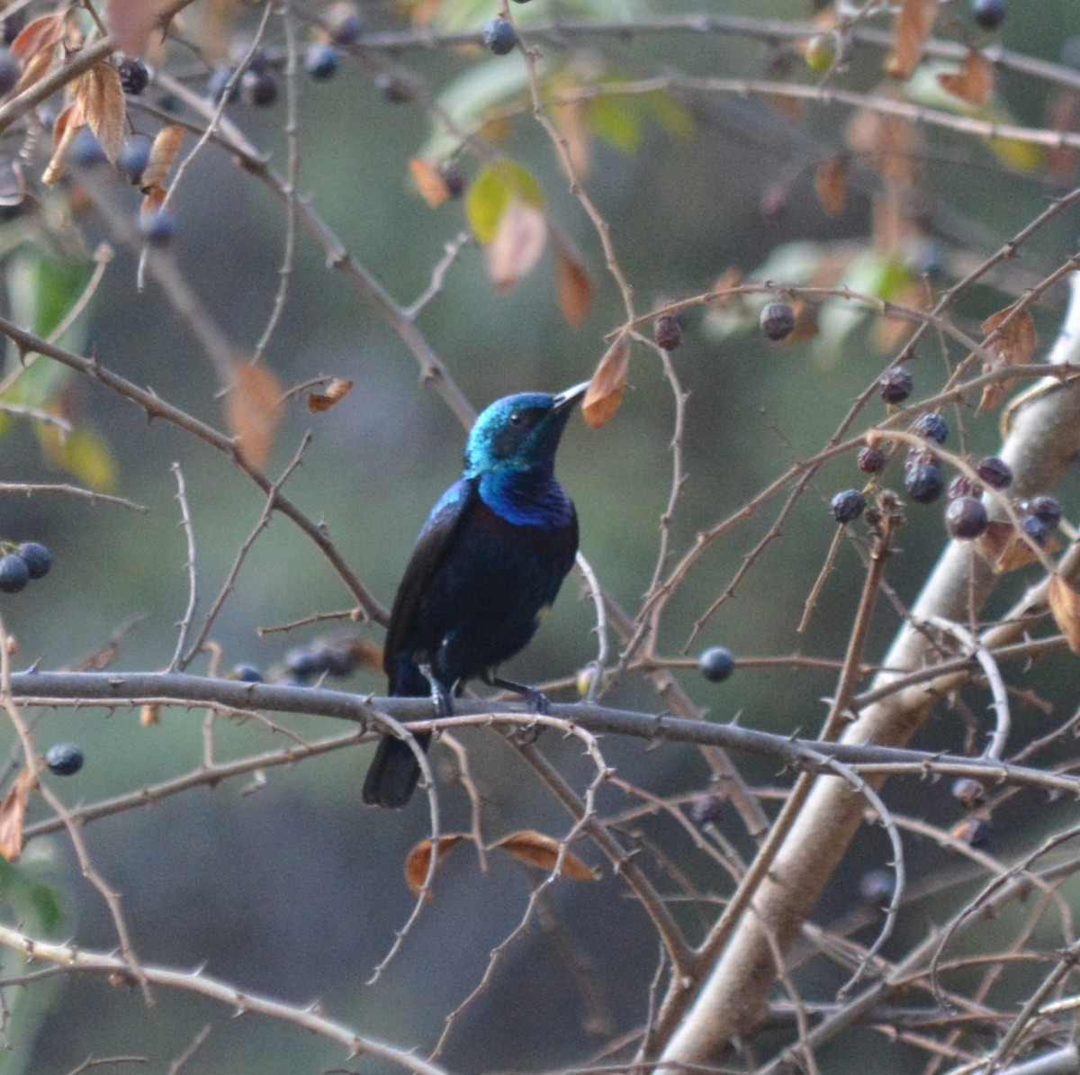 Purple Sunbird - ML647754690