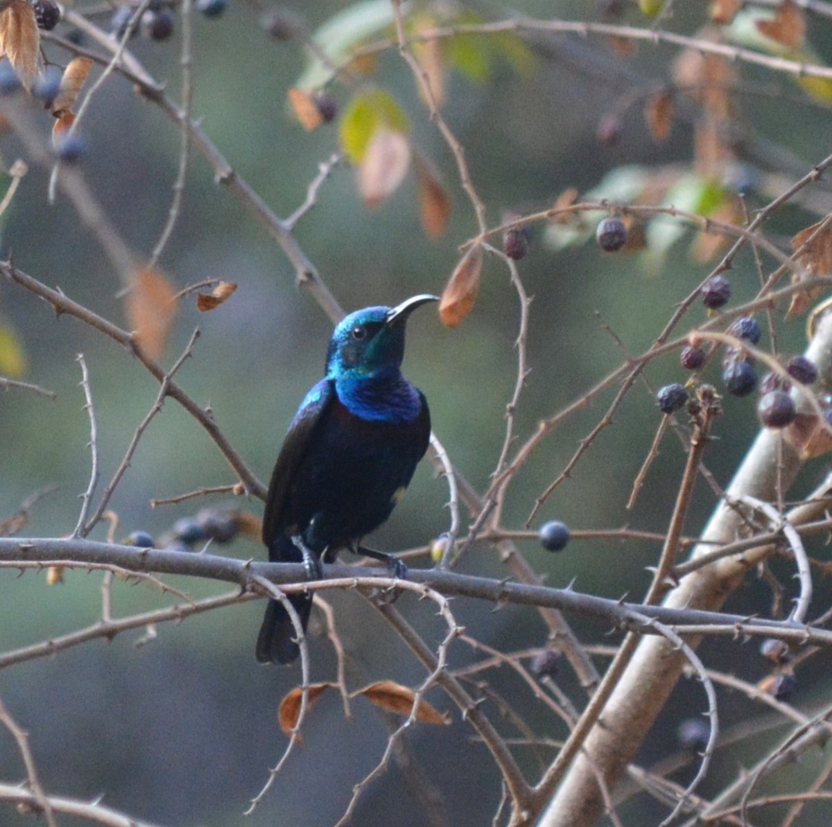 Purple Sunbird - ML647754691