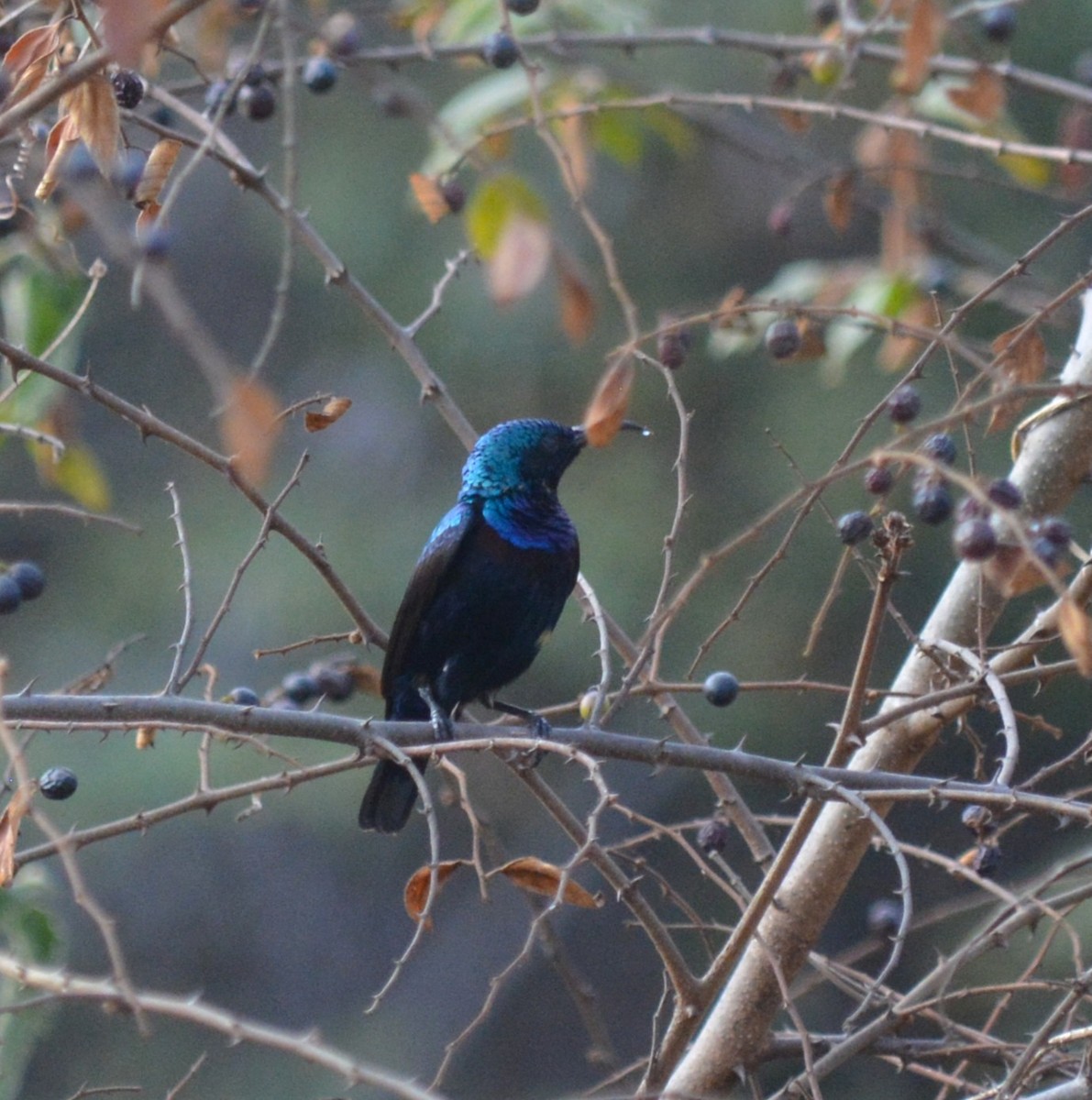 Purple Sunbird - ML647754692