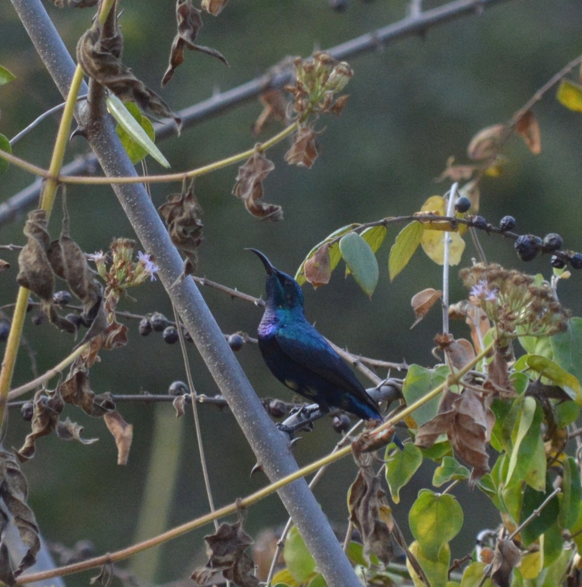 Purple Sunbird - ML647754693