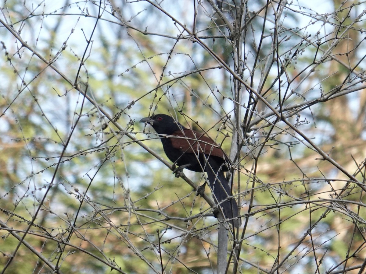 Greater Coucal (Greater) - ML647754695