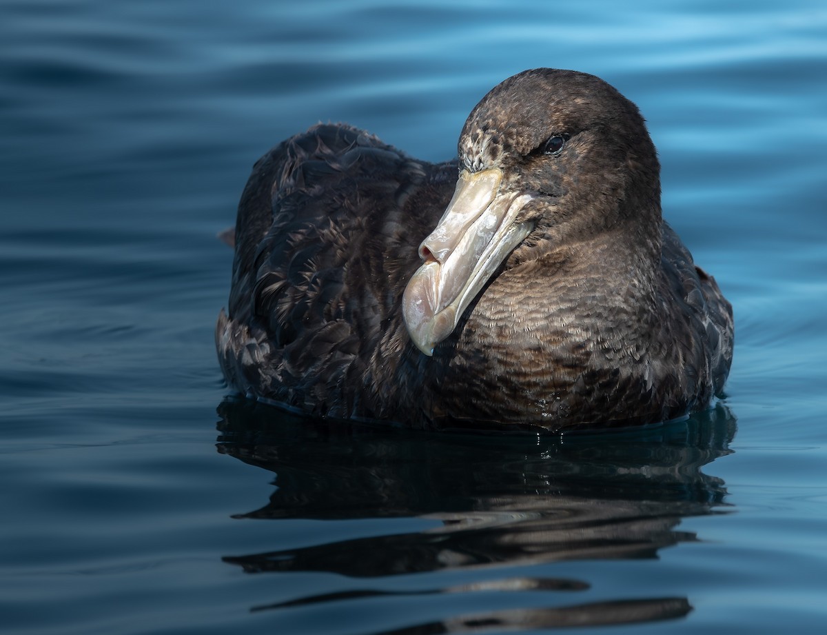 Northern Giant-Petrel - ML647754698