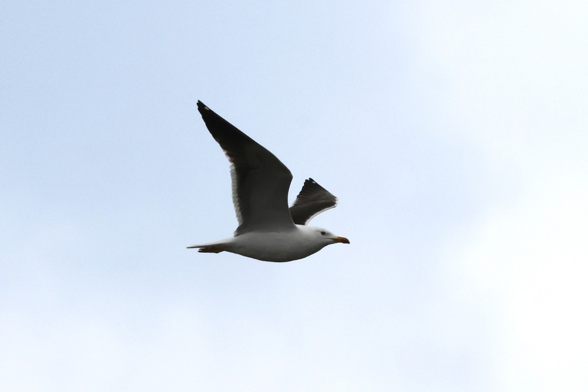 Lesser Black-backed Gull - ML647754703