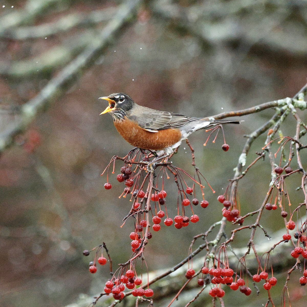 American Robin - ML647754712