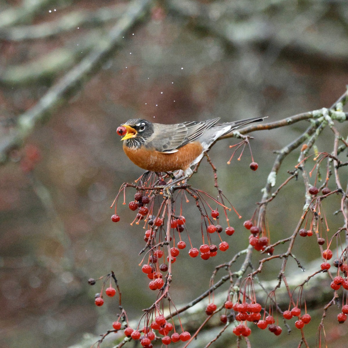 American Robin - ML647754713