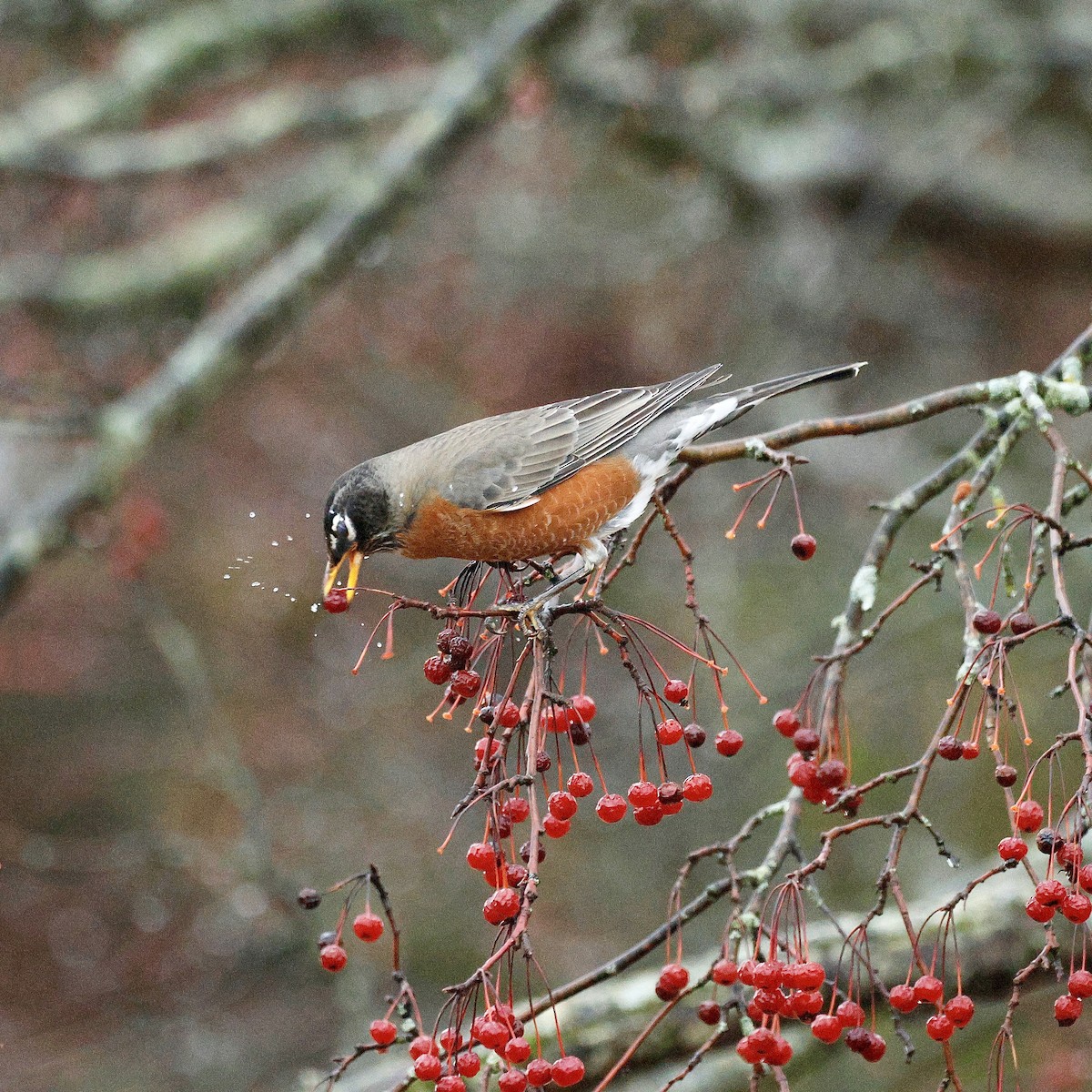 American Robin - ML647754714