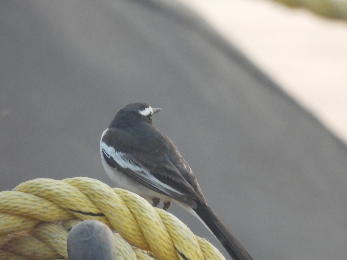 White-browed Wagtail - ML647754719